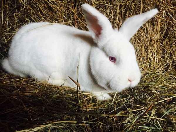 Новозеландские кролики (белые и красные) - описание породы, отзывы, фото