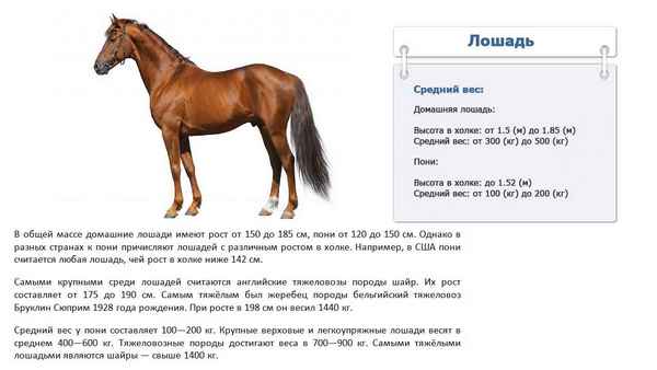 Сколько весит лошадь - средний вес взрослой лошади