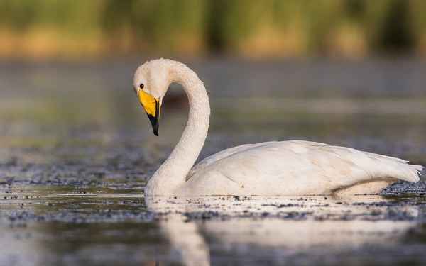 Лебедь кликун - фото и описание, образ жизни и среда обитания