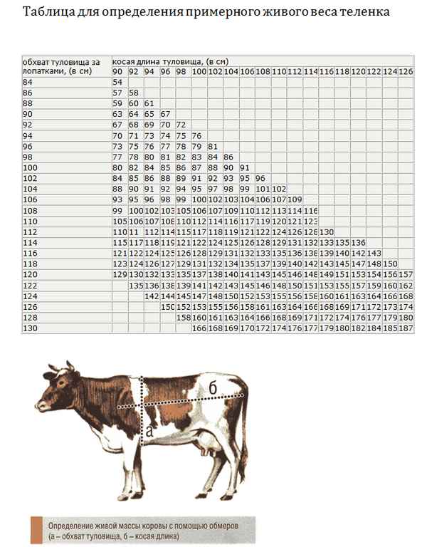 Сколько весит корова в среднем (таблица)