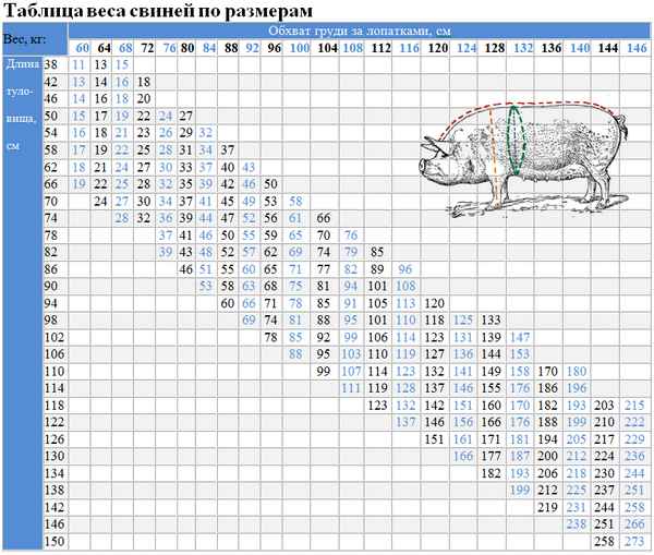 Сколько весит свинья в среднем (таблицы и способы определить вес свиньи)