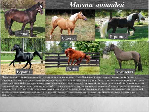 Масти лошадей - фотографии с названиями и описанием