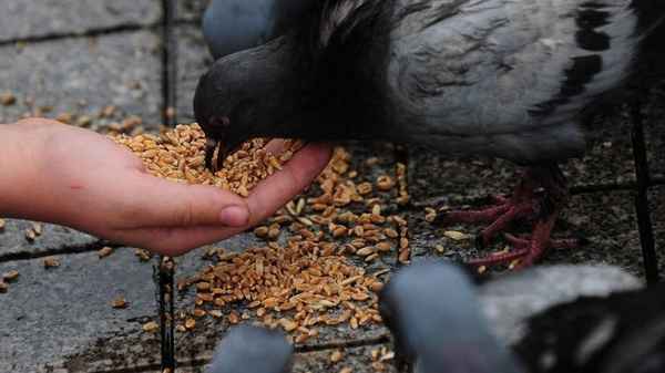 Что едят гoлyби и чем лучше кормить птиц на улице и в домашних условиях