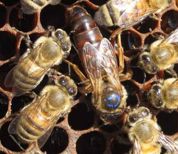 Пчелиная матка - фото и роль в улье