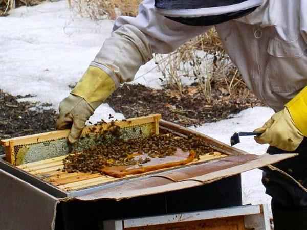 Весенняя подкормка пчел - когда, как и чем проводить, фото + видео