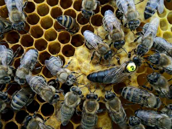 Карника - отзывы пчеловодов, описание породы, фото пчел