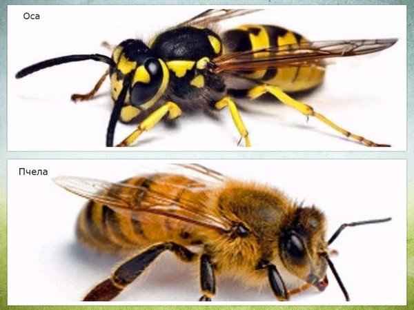 Оса и пчела - различия и сходства, фото