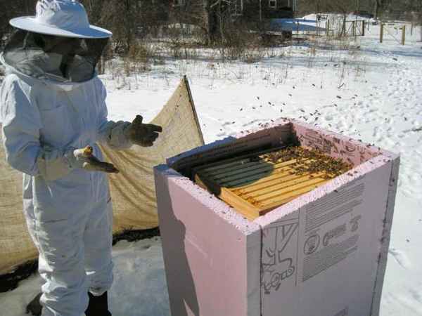 Как зимуют пчелы - утепление ульев для зимовки (фото + видео)