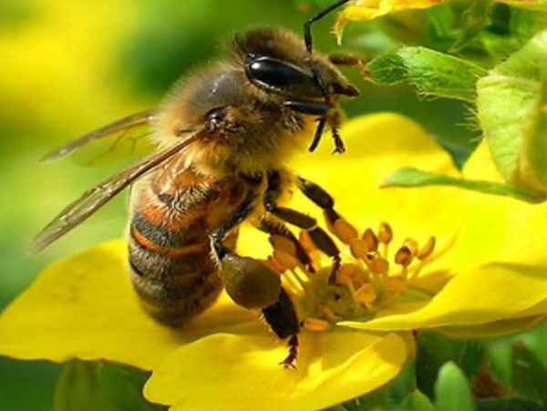 Как пчелы делают мед: видео про пчел