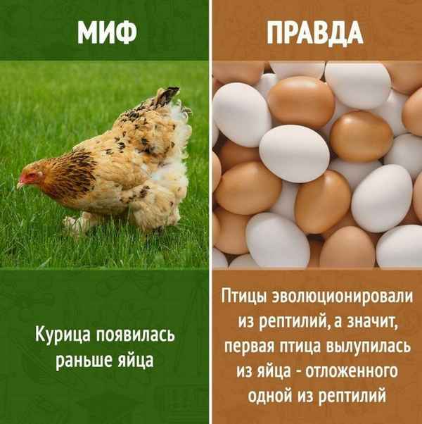 Что появилось раньше - курица или яйцо?