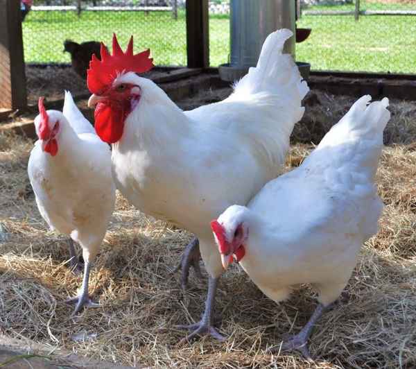 Бресс Гальская порода кур – описание, фото и хаpaктеристика брессгальских кур