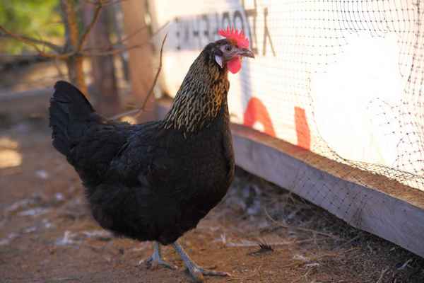 Породы черных кур - фото, описание черной курицы и хаpaктеристика, отзывы