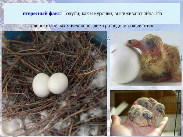 Сколько дней голуби высиживают яйца