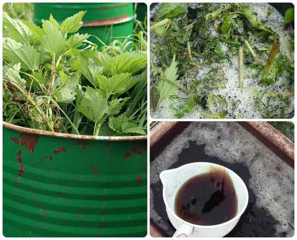 Удобрение из крапивы: как приготовить зеленое удобрение из травы и крапивы, применение