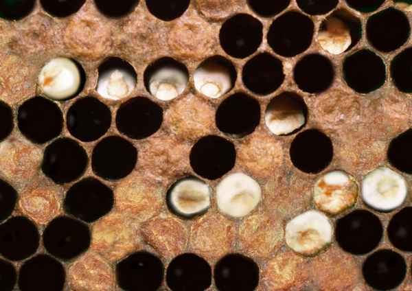 Аскосфероз пчел - хаpaктерные признаки, лечение народными средствами, фото