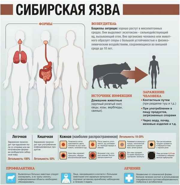 Сибирская язва - симптомы у животных и человека, профилактика, фото