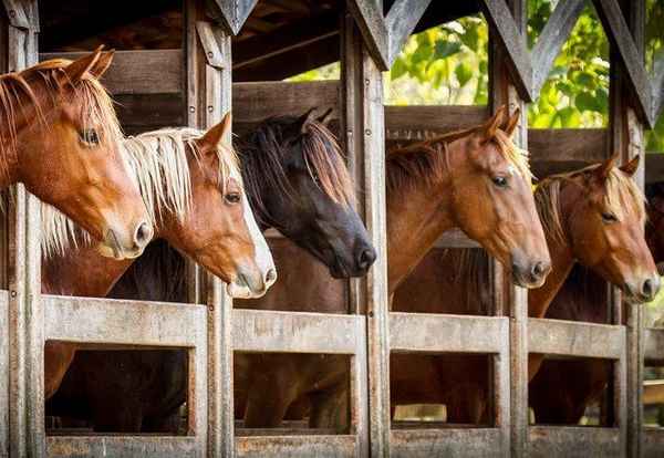 Разведение лошадей в домашних условиях - уход, содержание, размножение (фото + видео)