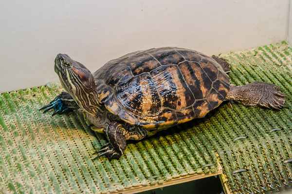 Виды домашних черепах: фото, название и описание