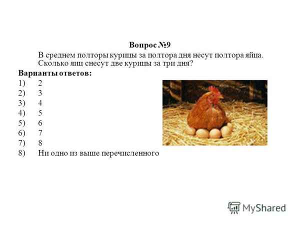 Сколько яиц несет курица в день в домашних условиях в среднем?