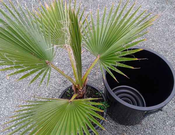 Пальма Вашингтония - уход в домашних условиях, фото и описание комнатного растения, виды