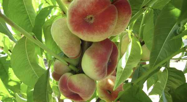 Инжирный персик: фото и описание, сорта, особенности выращивания и ухода