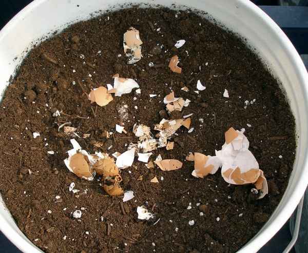 Яичная скорлупа как удобрение - как применять и для каких растений использовать