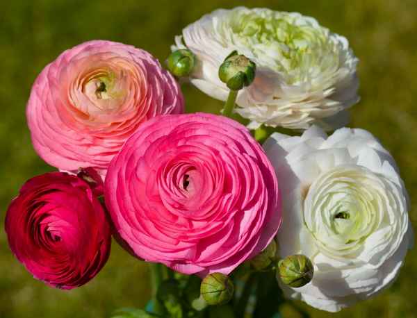 Цветы похожие на розы, но не розы - названия с фото и описаниями