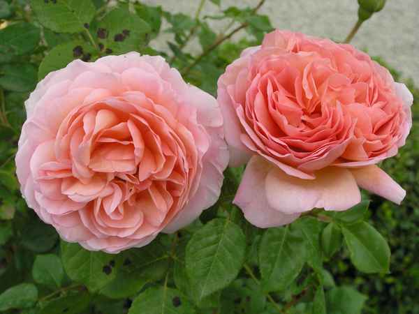 Роза «Абрахам Дерби»: описание, фото, отзывы