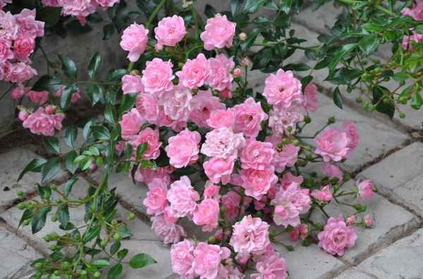 Почвопокровные розы - сорта, фото с названиями и описанием, отзывы