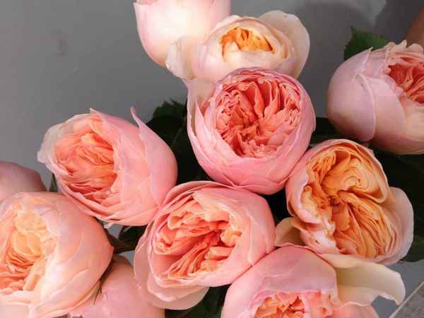 Пионовидные розы: виды и фото сортов с описанием