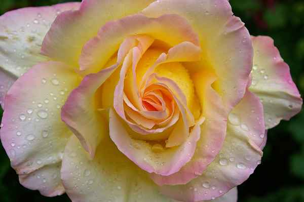 Роза Глория Дей: описание сорта, фото, отзывы цветоводов
