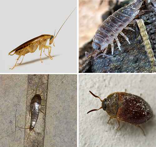 Домашние насекомые в квартире и в доме: фото и названия, описание