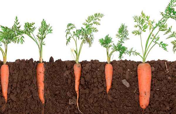 Какую почву любит морковь?