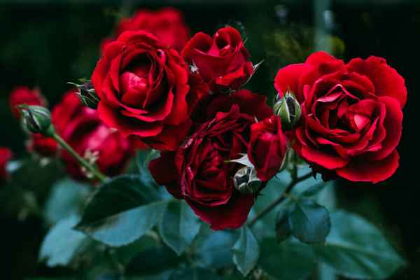 Красные розы - 23 самых лучших сорта красных роз для вашей дачи (фото)