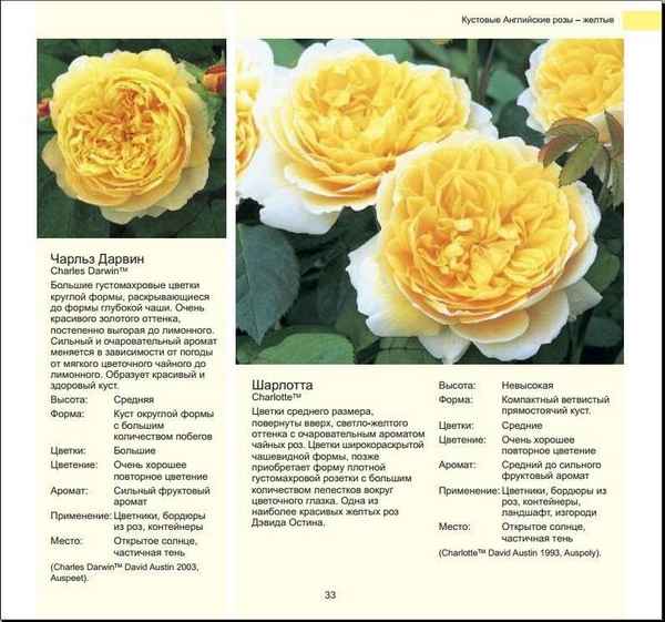 Английские розы - сорта, фото, описание и название