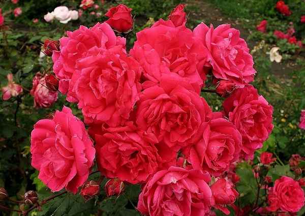 Канадские розы - сорта, фото, описание с названиями