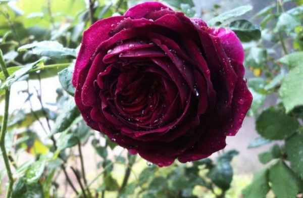 Бордовые розы: сорта, фото, значение цветов и к чему дарят