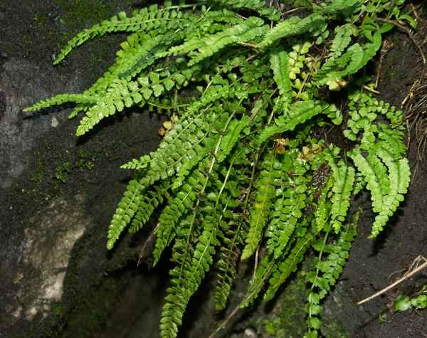 Асплениум (перистонадрезанный, северный, волосовидный, зеленый) - травянистые растения для открытого грунта, фот