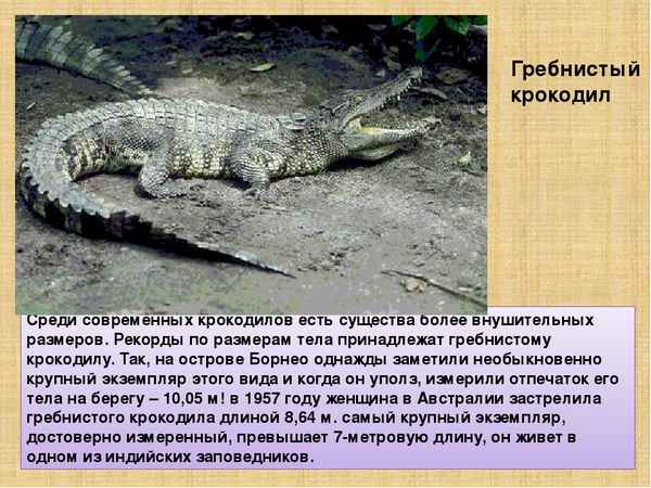 Гребнистый крокодил - фото и описание, среда обитания
