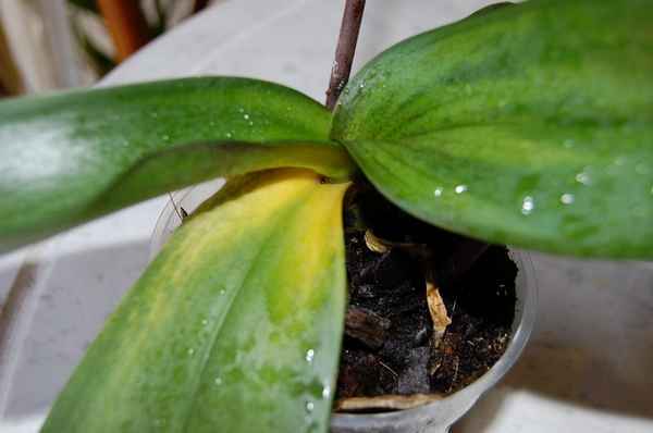 Болезни орхидей Фаленопсис с фото, описанием и их лечение (вредители, липкие и вялые листья, пятна)