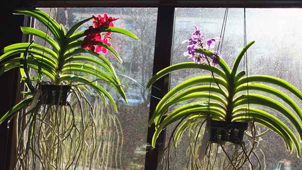 Орхидея Ванда: уход и выращивание в домашних условиях, фото и виды, пересадка