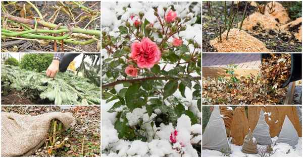 Какой сад зиме рад? 7 обязательных шагов при подготовке участка к зиме