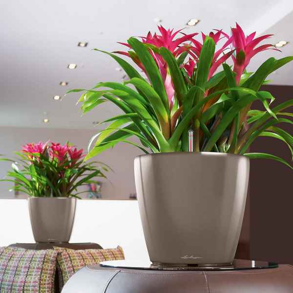 Домашние растения для занятых людей. ТОП-10 неприхотливых комнатных цветов