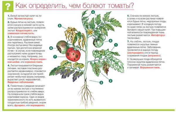 Болезни томатов и вредители: описание с фотографиями и способы лечения помидор