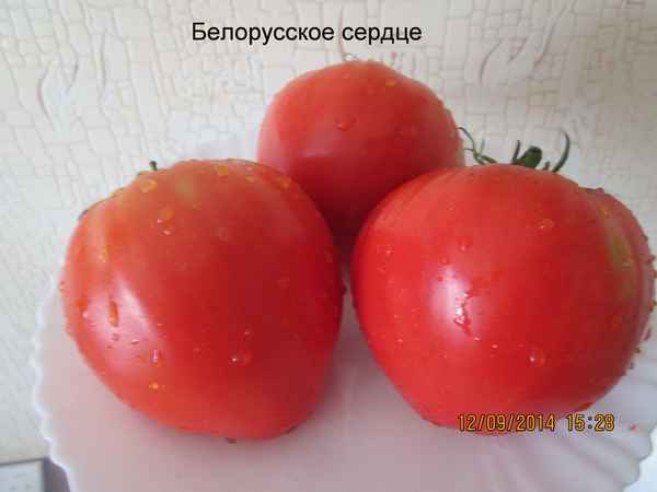 Томат Белорусское сердце: описание сорта, урожайность, фото \u003e отзывы, цены,где купить