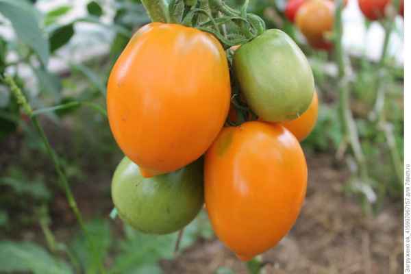 Томат Оранжевая слива: описание, фото, отзыв, урожайность сорта