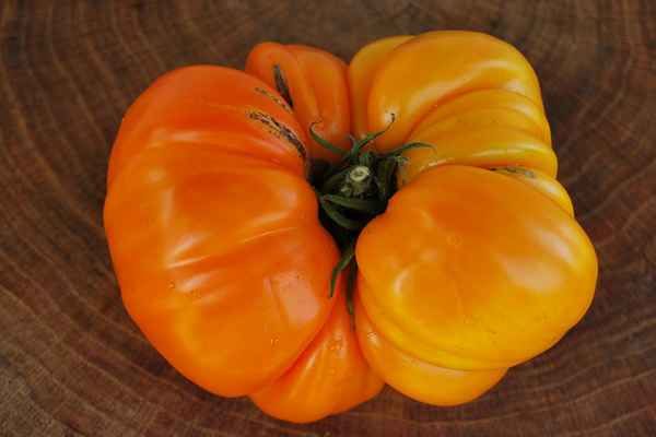 Томат Оранжевое чудо: описание и урожайность сорта, отзывы, фото