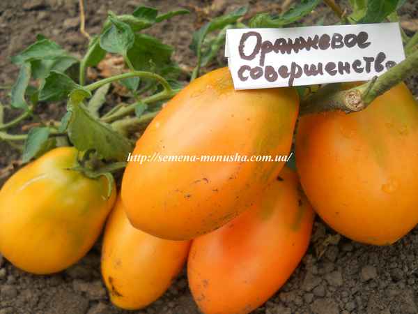 Томат Оранжевое совершенство: описание, фото, отзыв, урожайность