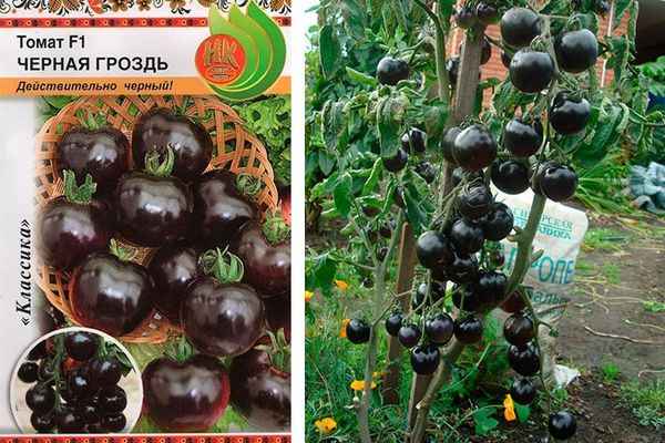 Томат Черная гроздь: описание и урожайность сорта, фото, отзывы