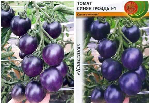 Томат Синяя гроздь F1: описание, урожайность сорта, фото, отзывы